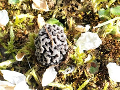 Morcella vulgaris